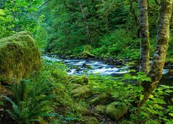 Stany Zjednoczone, Oregon, Kanion Columbia River Gorge, Strumień wodospadu Wahclella, Las, Rzeka