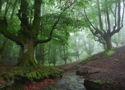 Strumyk w zamglonym lesie w Parku Narodowym Gorbea