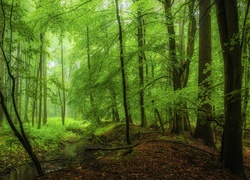 Strumyk w zielonym lesie