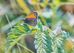 Motyl, Strzępotek ruczajnik, Roślina, Liście