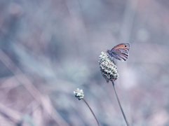 Motyl, Strzępotek ruczajnik, Roślina