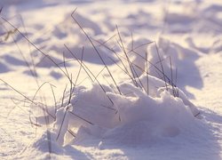 Sucha trawa w śniegu