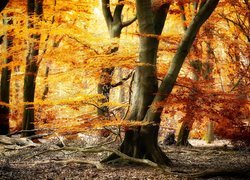 Suche konary pod jesiennymi drzewami w lesie