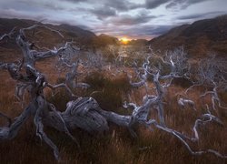 Suche konary w Parku Narodowym Torres del Paine