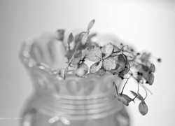 Suche kwiaty hortensji w wazonie na czarno-białym zdjęciu