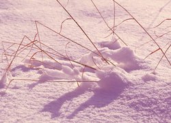 Suche rośliny w śniegu