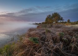 Poranek, Jezioro, Mgła, Sucha, Trawa, Drzewo