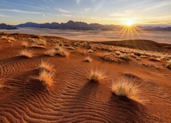 Suche trawy na pustyni Namib