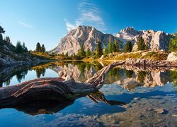 Suchy konar drzewa na brzegu jeziora Lago Limides w Dolomitach