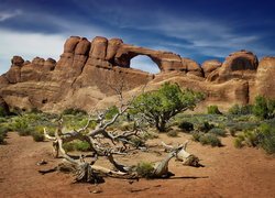 Skały, Drzewa, Krzewy, Suchy, Konar, Park Narodowy Arches, Utah, Stany Zjednoczone