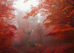 Suchy konar wśród drzew z czerwonymi liśćmi w zamglonym lesie