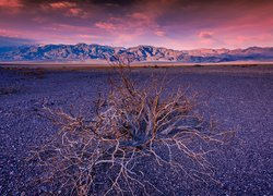Suchy krzew na środku pustyni i góry w Dolinie Śmierci