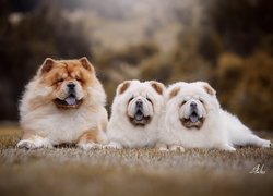 Trzy, Psy, Chow chow, Dwa, Szczeniaki