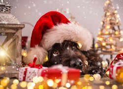 Świąteczne dekoracje i pies w czapce Mikołaja