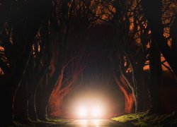 Światła samochodu w bukowej alei Dark Hedges