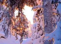 Zima, Ośnieżone, Drzewa, Zaspy, Przebijające światło