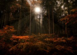 Światło rozświetlające paprocie w lesie