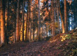 Światło słoneczne między drzewami w lesie