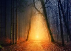 Światło słoneczne na drodze w jesiennym zamglonym lesie