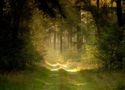 Światło słoneczne na ścieżce w zamglonym lesie