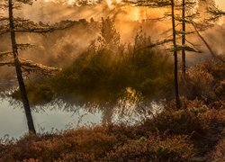 Jesień, Drzewa, Przebijające światło, Jezioro Jack London, Kołyma,  Obwód magadański, Rosja