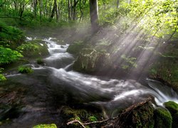 Las, Rzeka, Kamienie, Drzewa, Krzewy, Przebijające światło