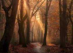 Las, Drzewa, Jesień, Ścieżka, Przebijające Światło