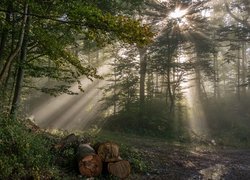 Las, Mgła, Przebijające światło, Kłody, Drzewa, Ścieżka