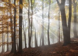 Światło słoneczne pomiędzy drzewami w jesiennym lesie