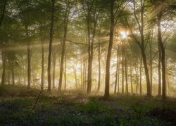 Światło słoneczne pomiędzy drzewami w lesie