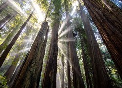 Światło słoneczne pomiędzy sekwojami w Prairie Creek Redwoods State Park