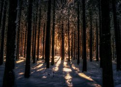 Las, Zima, Śnieg, Przebijające światło