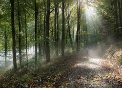 Światło słoneczne wpadające do lasu na drogę