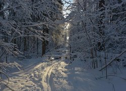 Zima, Śnieg, Las, Drzewa, Wydeptana, Ścieżka