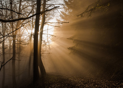 Niemcy, Park Narodowy Eifel, Las, Drzewa, Przebijające Światło