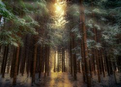 Światło wpadające do lasu
