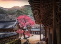 Świątynia Buddyjska Hwaeomsa, Kwitnące, Drzewo, Hrabstwo Gurye, Korea Południowa
