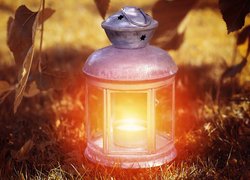 Lampion, Trawa, Liście, Światło