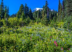 Góry, Stratowulkan, Mount Rainier, Drzewa, Łąka, Świerki, Kwiaty, Park Narodowy Mount Rainier, Stan Waszyngton, Stany Zjednoczone