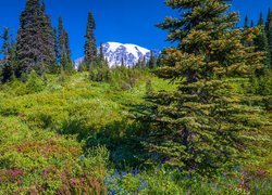 Łąka, Stratowulkan Mount Rainier, Park Narodowy Mount Rainier, Góry, Kwiaty, Trawa, Świerki, Stan Waszyngton, Stany Zjednoczone