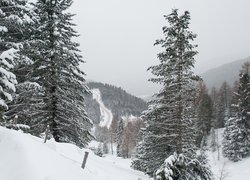 Świerki na ośnieżonych wzgórzach w zamglonych górach