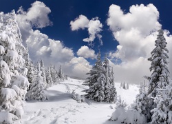 Wzgórza, Drzewa, Świerki, Śnieg
