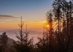 Świerki na tle wschodu słońca nad zamglonymi górami