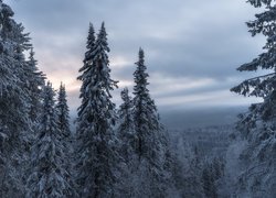 Zima, Drzewa, Świerki, Góry, Mgła, Wzgórza, Chmury