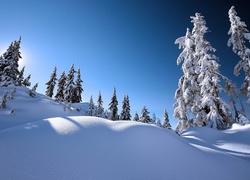 Świerki na wzgórzu obsypane sniegiem