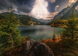 Świerki nad jeziorem Gosauseen w Austrii