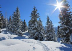 Zima, Śnieg, Świerki, Promienie słońca, Ślady