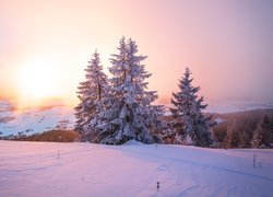 Zima, Śnieg, Drzewa, Świerki, Słoneczny, Blask