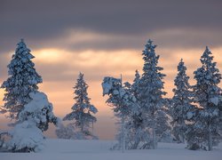 Zima, Śnieg, Ośnieżone, Świerki, Zachód słońca