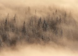 Zima, Drzewa, Świerki, Mgła